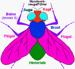 insekt 1 insekt 1.gif